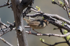 Cisticola chiniana