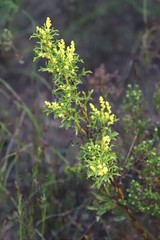 Synaphea polymorpha