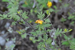 Chamaecrista greggii