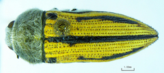 Acmaeodera pubiventris yumae