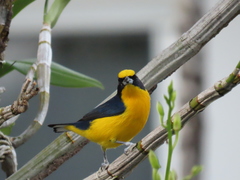 Euphonia laniirostris