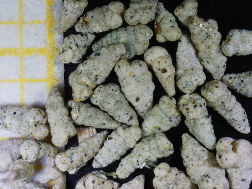 Textularia agglutinans observed 2021-08-21