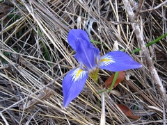 Iris unguicularis syriaca
