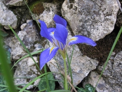 Iris unguicularis syriaca