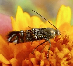 Lithariapteryx jubarella