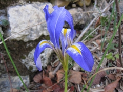 Iris unguicularis syriaca