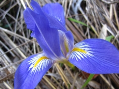 Iris unguicularis syriaca