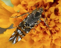 Lithariapteryx jubarella