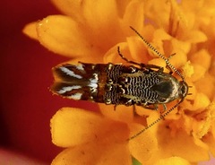 Lithariapteryx jubarella