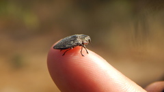 Chrysobothris bothrideres