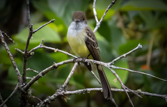 Myiarchus cephalotes