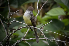 Myiarchus cephalotes