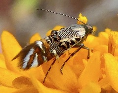 Lithariapteryx jubarella