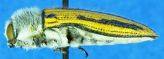 Acmaeodera pubiventris yumae
