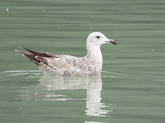 Larus argentatus × glaucescens