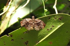 Helias phalaenoides