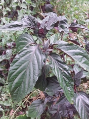 Justicia carnea