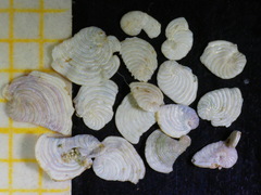 Peneroplis planatus