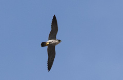 Falco peregrinus