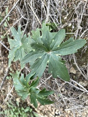 Delphinium cardinale