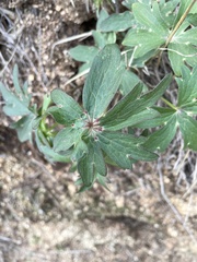 Delphinium cardinale