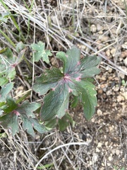 Delphinium cardinale