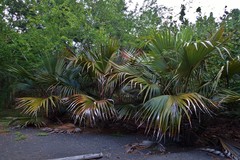 Corypha umbraculifera