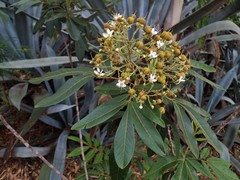 Cossinia pinnata