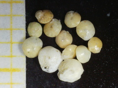 Amphistegina lobifera