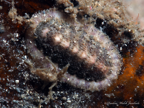 Eastern Beaded Chiton