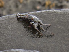 Grapsus tenuicrustatus