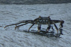 Grapsus tenuicrustatus