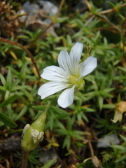 Cherleria circassica