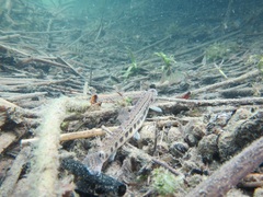 Cobitis taenia