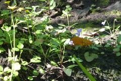 Viola edulis