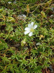 Cherleria circassica