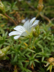 Cherleria circassica