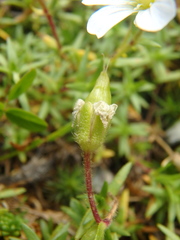 Cherleria circassica