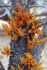 Arceuthobium vaginatum