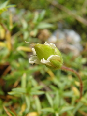 Cherleria circassica