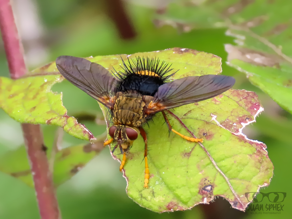 Epalpus aureus