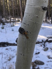 Xanthomendoza montana