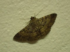 Polydesma umbricola
