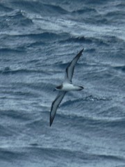 Pterodroma baraui