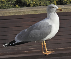 Larus michahellis
