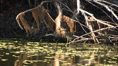 Nycticorax nycticorax