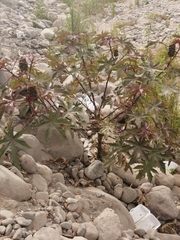 Ricinus communis