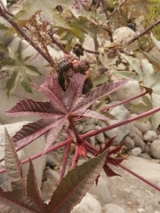 Ricinus communis