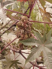 Ricinus communis