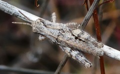 Aeoloplides fuscipes